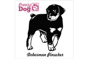 Doberman Pinscher puppy. Drawing by
