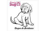 Dogue de Bordeaux puppy sitting