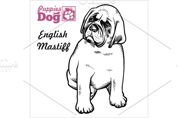 English Mastiff puppy sitting