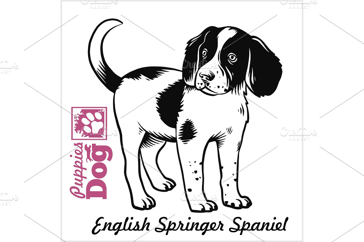 English Springer Spaniel puppy in Illustrations - product preview 8
