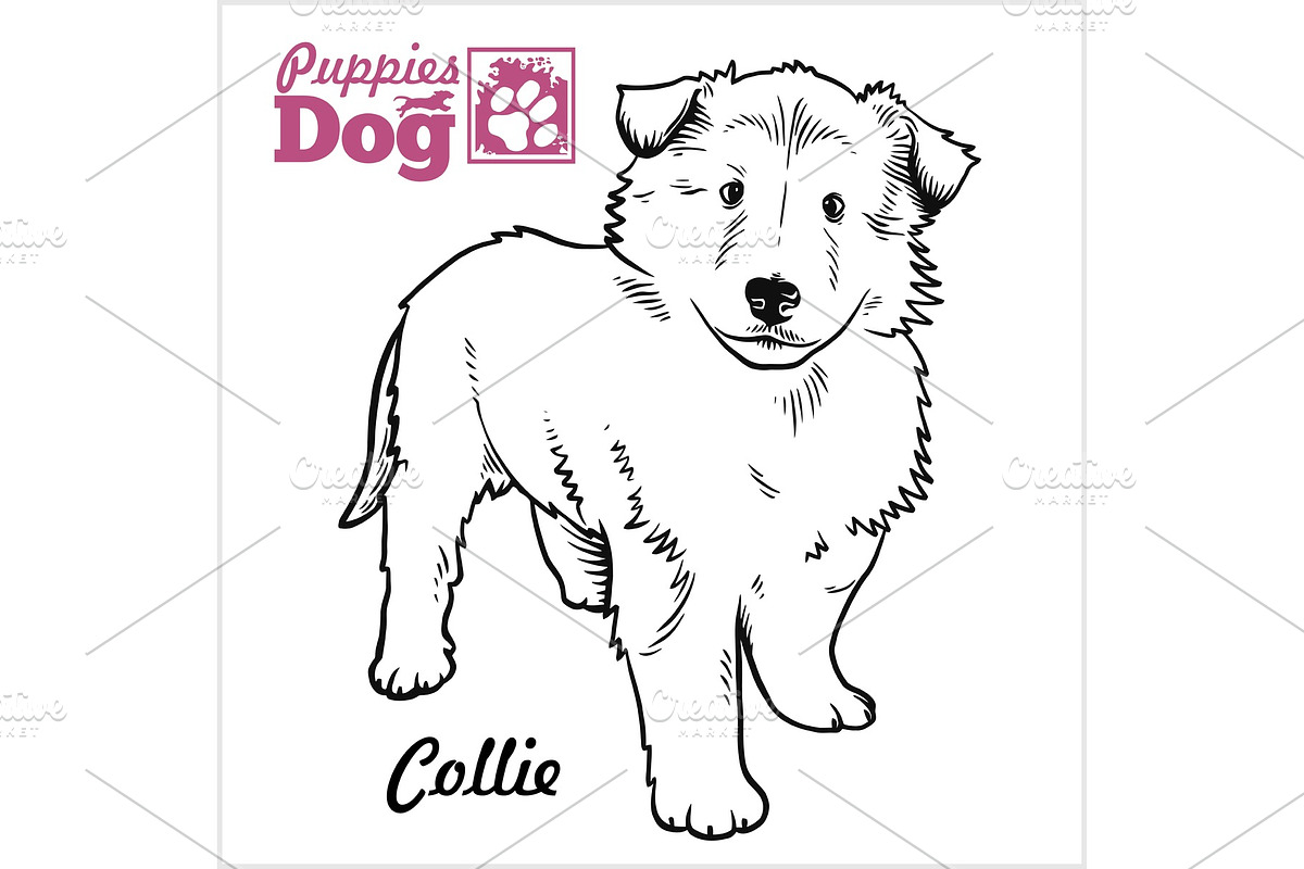 Collie puppy. Drawing by hand in Illustrations - product preview 8