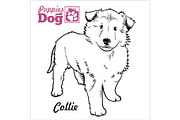 Collie puppy. Drawing by hand