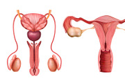 Reproductive system organs set