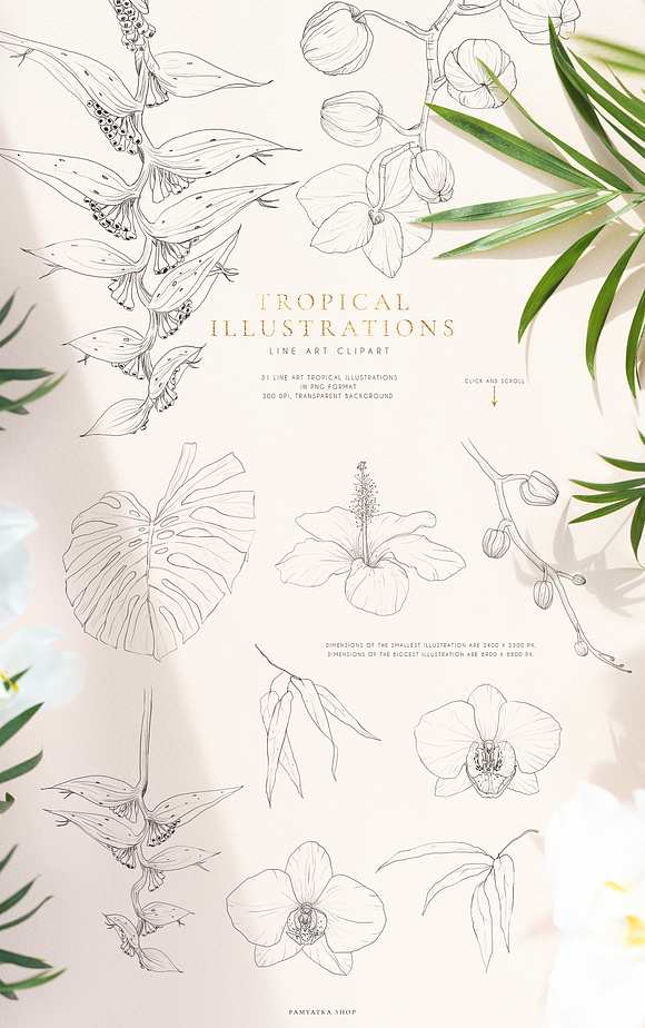 Tropical paradise. Line art set in Illustrations - product preview 8