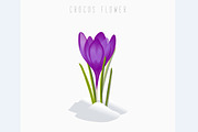 Crocus flower, vector image