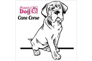 Cane Corso puppy sitting. Drawing by