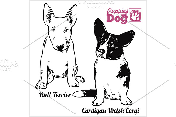 Bull Terrier and Cardigan Welsh