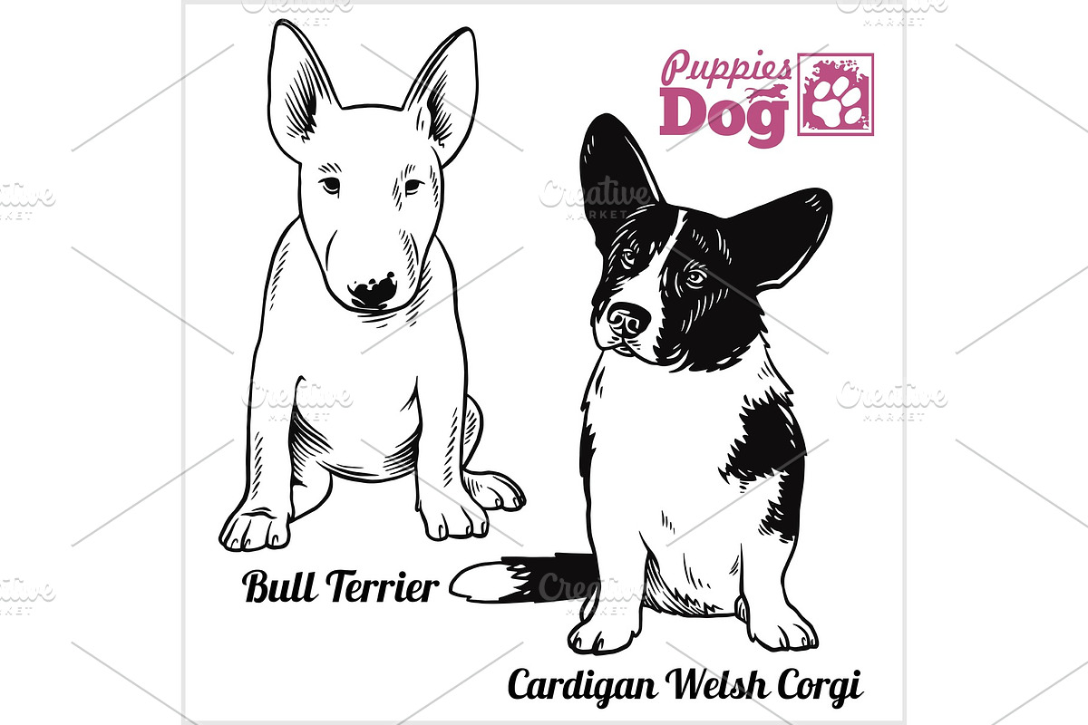 Bull Terrier and Cardigan Welsh in Illustrations - product preview 8