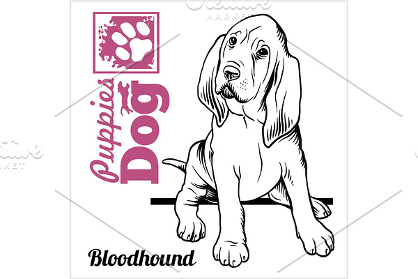 Bloodhound puppy sitting. Drawing by