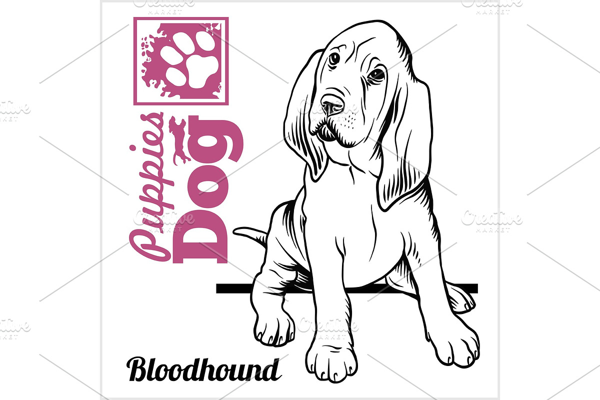 Bloodhound puppy sitting. Drawing by in Illustrations - product preview 8