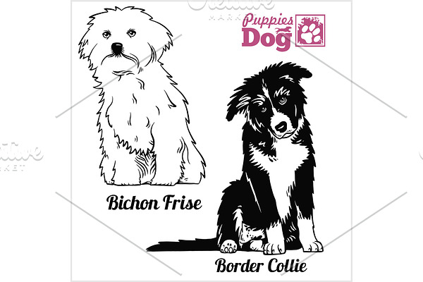 Bichon Frise and Border Collie puppy
