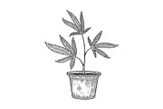 Narcotic cannabis plant sketch