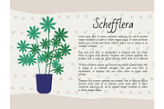Schefflera Plant, Houseplant Poster