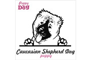 Puppy Caucasian Shepherd Dog -