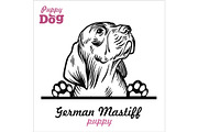 Puppy German Mastiff - Peeking Dogs