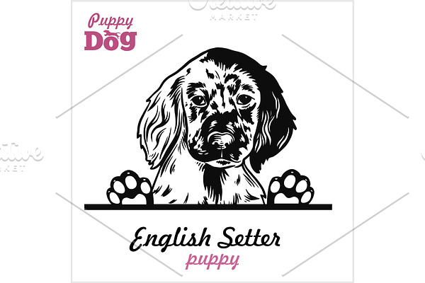 Puppy English Setter - Peeking Dogs