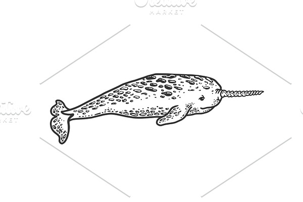 Narwhal sea animal sketch vector