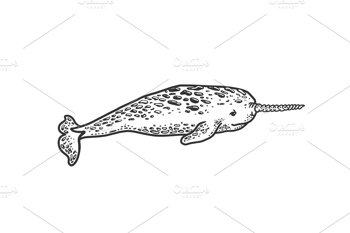 Narwhal sea animal sketch vector in Illustrations - product preview 8