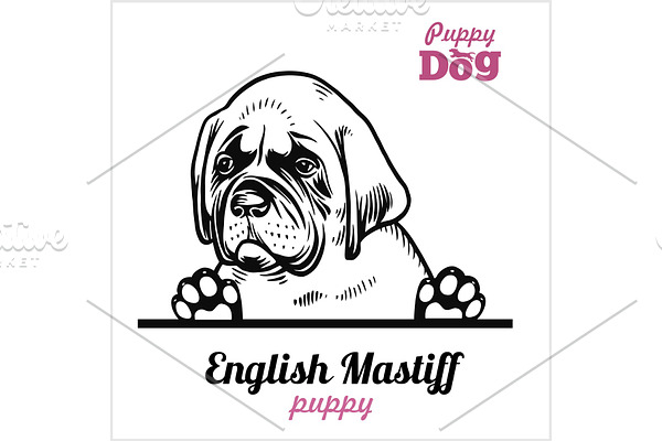 Puppy English Mastiff - Peeking Dogs