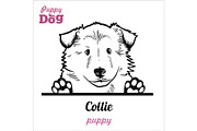Puppy Collie - Peeking Dogs - breed