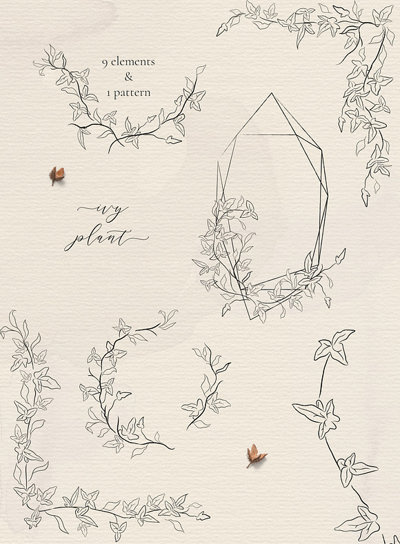 Line drawing Ivy plant illustrations in Illustrations - product preview 3