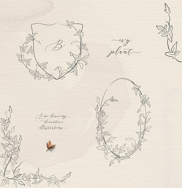Line drawing Ivy plant illustrations in Illustrations - product preview 4