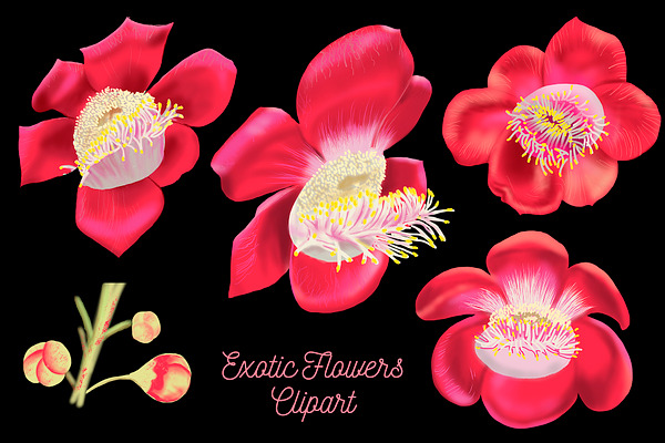 Exotic Flowers Digital Clipart