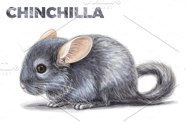 Chinchilla illustration