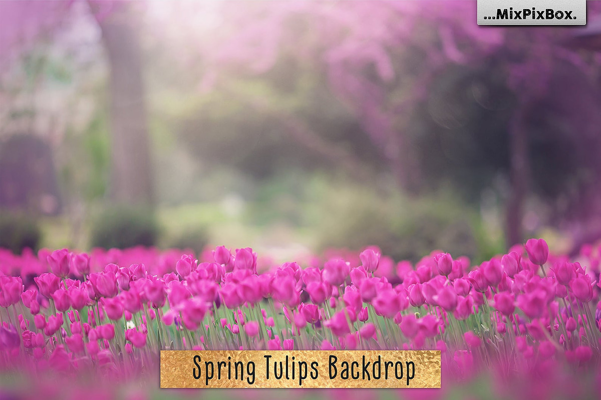 Spring Tulips Backdrop in Add-Ons - product preview 8