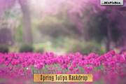 Spring Tulips Backdrop