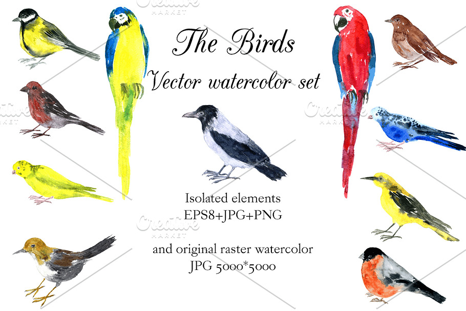 The Birds in Illustrations - product preview 8
