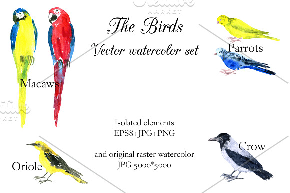The Birds in Illustrations - product preview 1