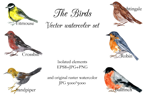 The Birds in Illustrations - product preview 2