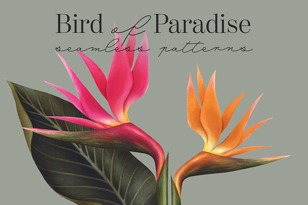 Bird of Paradise seamless patterns