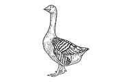 Anser Grey Goose bird sketch vector