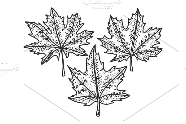 Maple leaves sketch vector