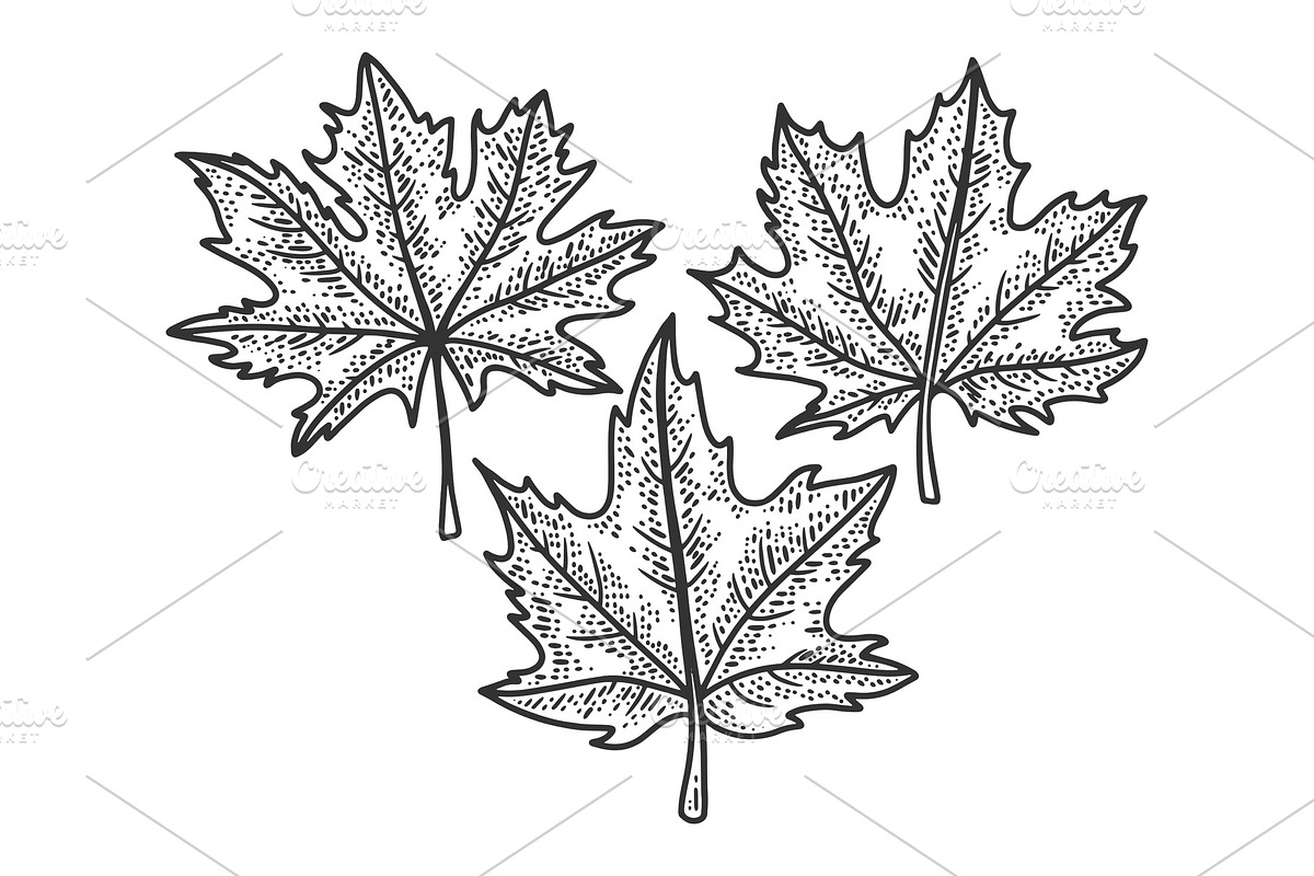 Maple leaves sketch vector in Illustrations - product preview 8