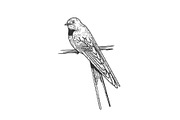 swallow bird sketch vector