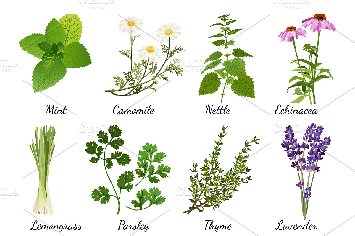 Herbs and wildflowers icons set in Icons - product preview 8