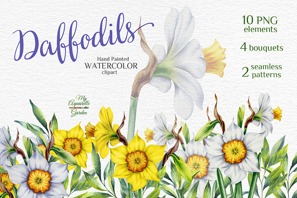 Watercolor daffodils set