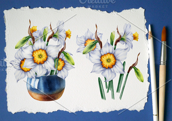 Watercolor daffodils set in Illustrations - product preview 3