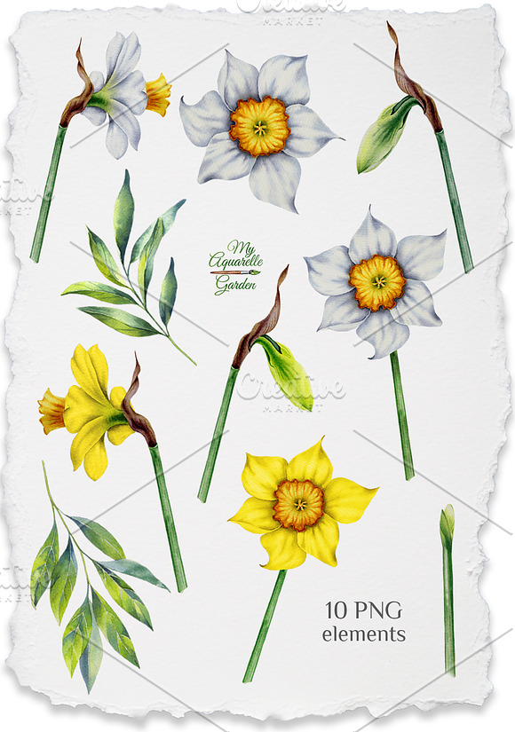 Watercolor daffodils set in Illustrations - product preview 5