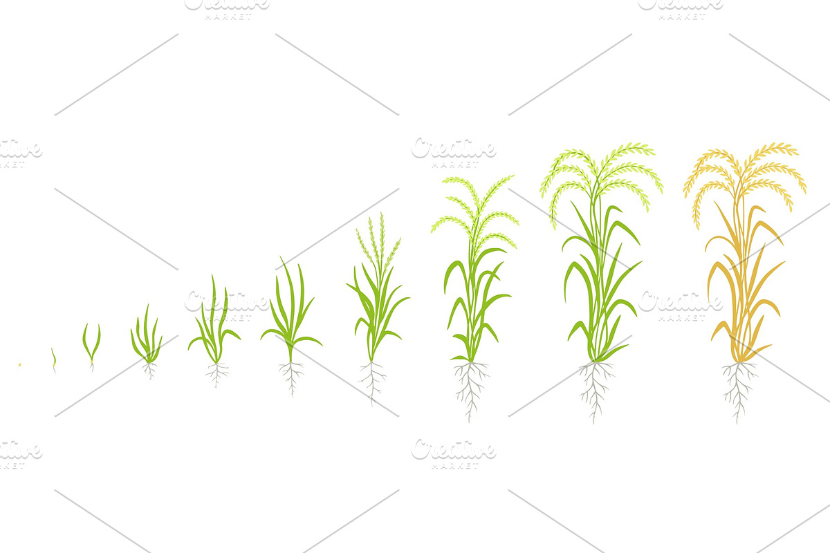 Growth stages of rice plant. The in Illustrations - product preview 8
