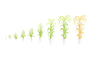 Growth stages of rice plant. The