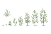 Hemp, cannabis growth stages sketch
