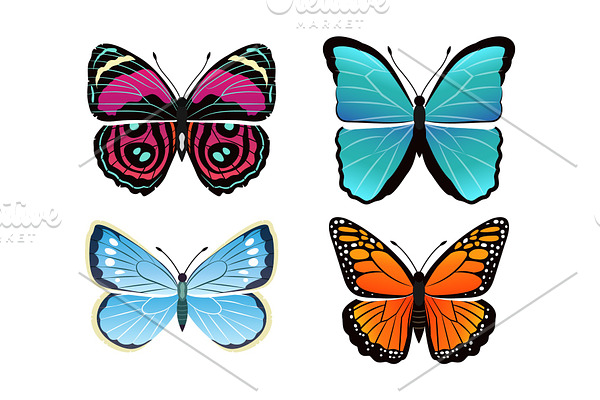 Butterflies Collection Types Vector