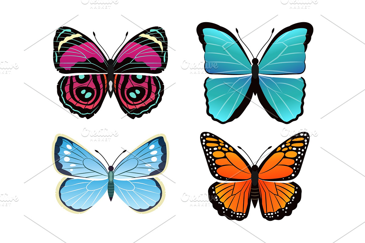 Butterflies Collection Types Vector in Illustrations - product preview 8