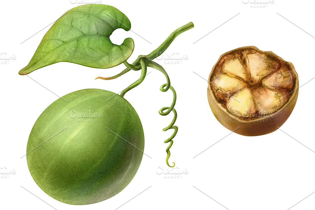 Monk Fruit Pencil Illustration in Illustrations - product preview 8