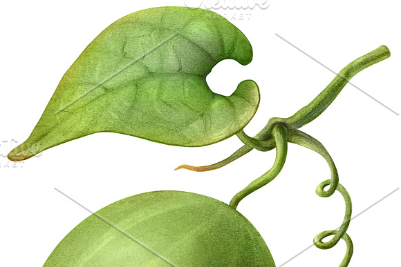 Monk Fruit Pencil Illustration in Illustrations - product preview 1