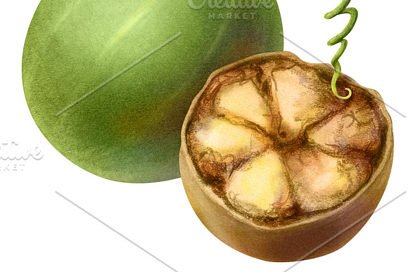 Monk Fruit Pencil Illustration in Illustrations - product preview 2